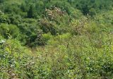 Sanguisorba tenuifolia. Верхушки цветущих растений. Сахалинская обл., Томаринский р-н, окр. г. Томари, разнотравный луг у подножия склона сопки западной экспозиции. 19.08.2016.