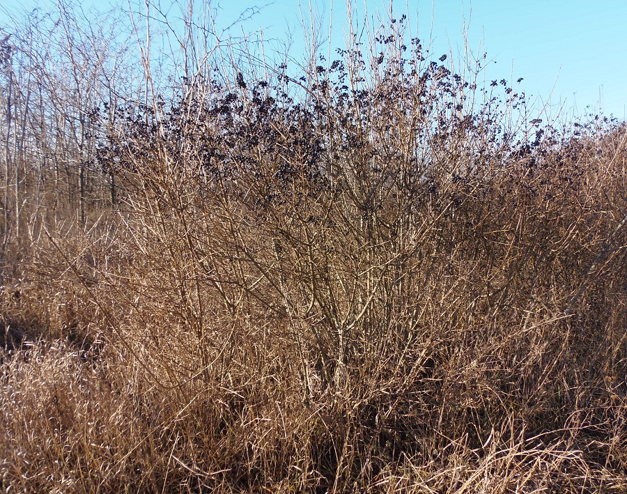 Изображение особи Ligustrum vulgare.