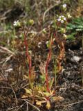 Saxifraga tridactylites