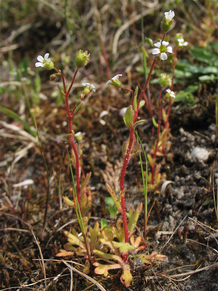 Image of Saxifraga tridactylites specimen.