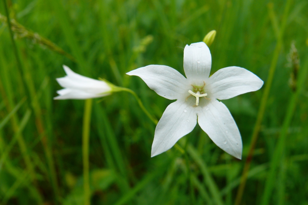 Image of Campanula patula specimen.