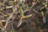View full-size image Rhododendron ledebourii