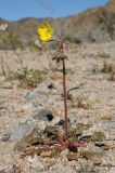 Chylismia brevipes. Цветущее растение. США, Калифорния, Joshua Tree National Park, пустыня Колорадо. 01.03.2017.