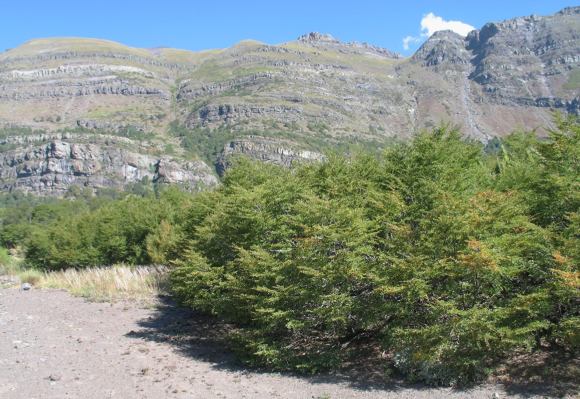 Image of Nothofagus antarctica specimen.