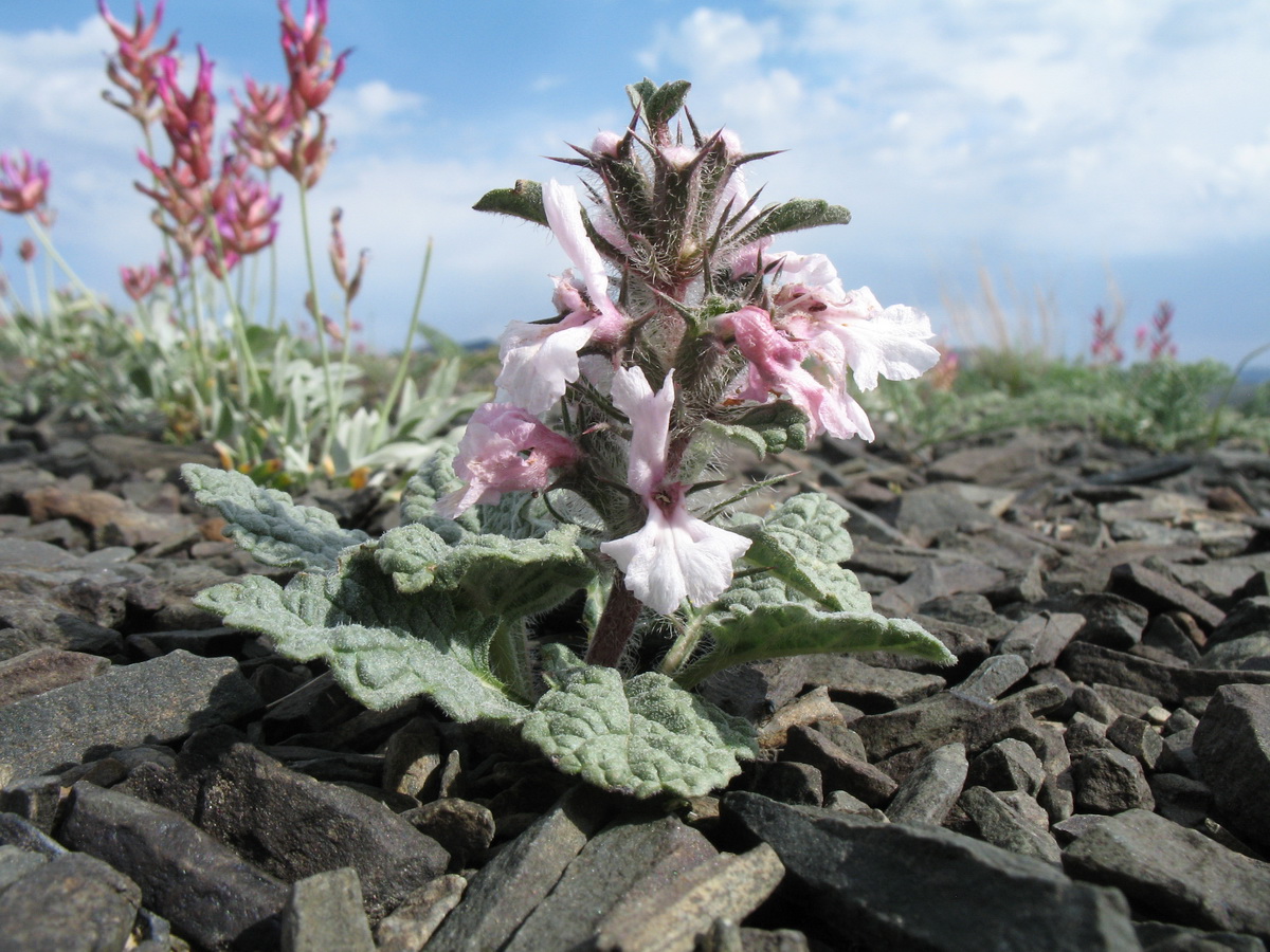 Изображение особи Phlomoides sewerzovii.