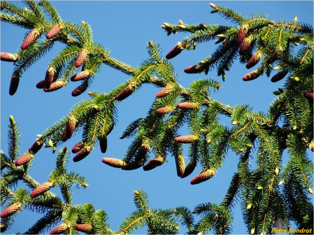 Image of Picea abies specimen.