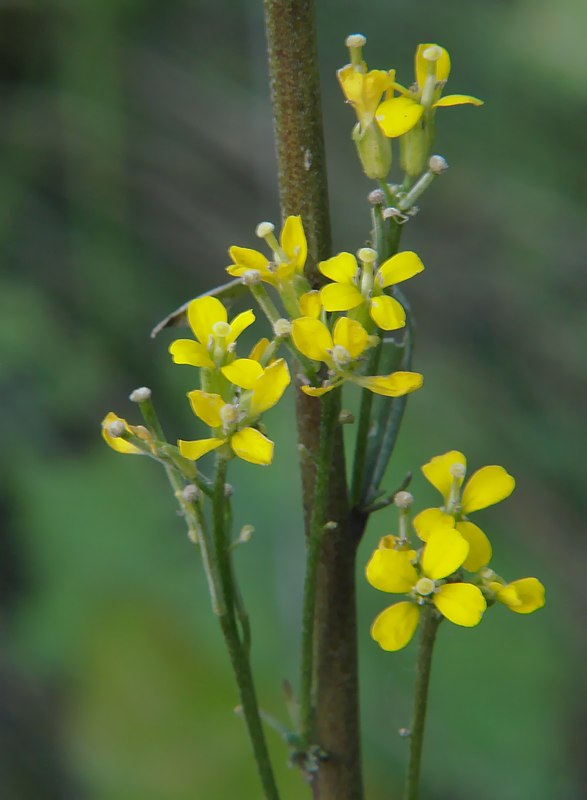 Image of Erysimum hieraciifolium specimen.