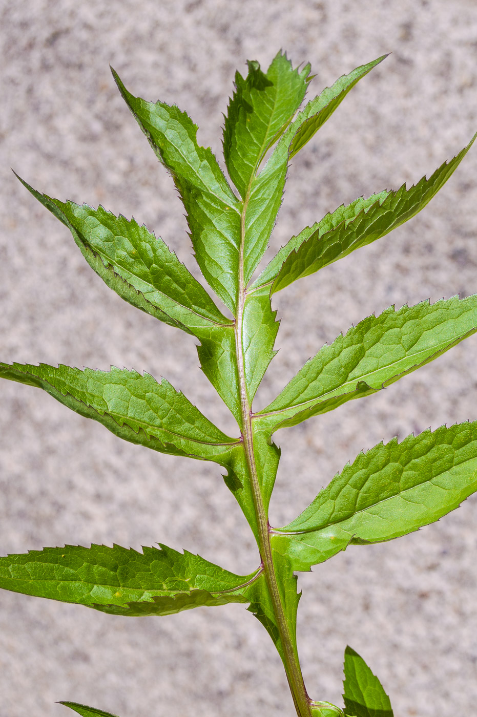 Image of Serratula coronata specimen.