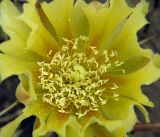 Opuntia разновидность camanchica