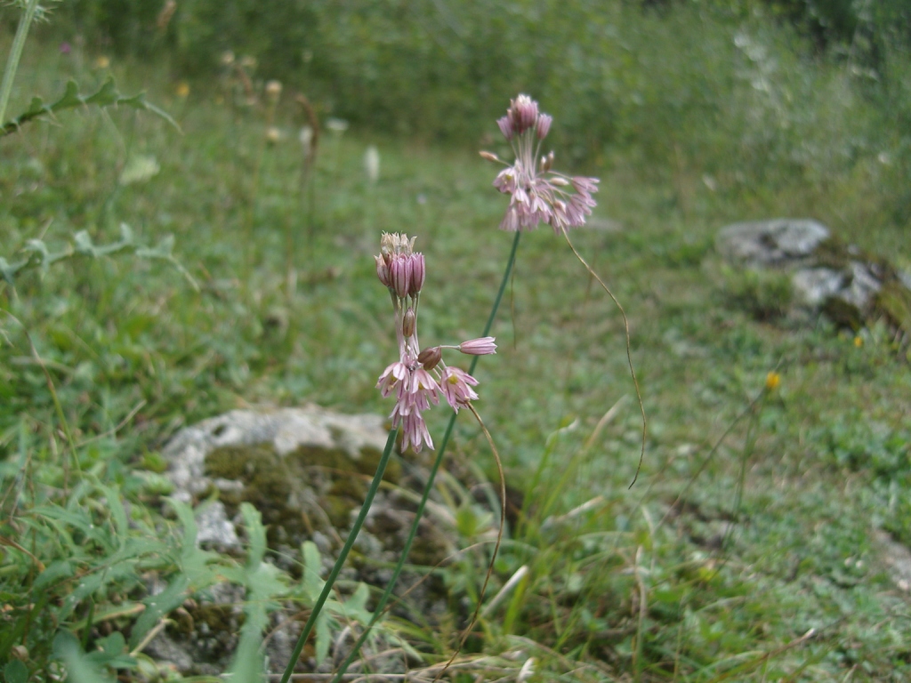 Image of Allium kunthianum specimen.