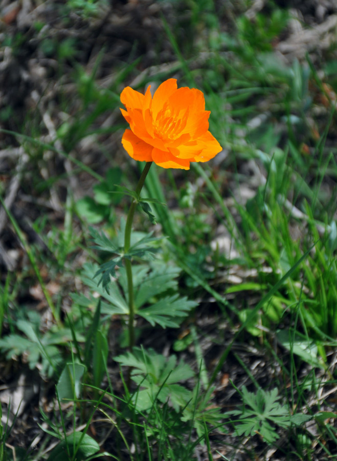 Image of Trollius asiaticus specimen.