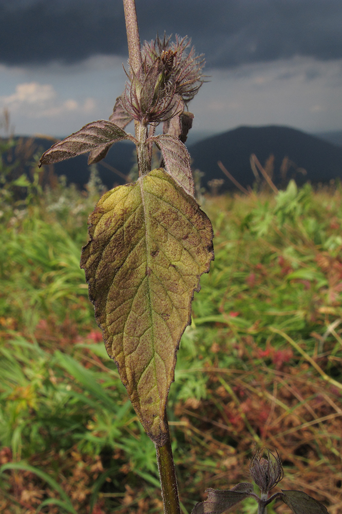 Image of Clinopodium caucasicum specimen.