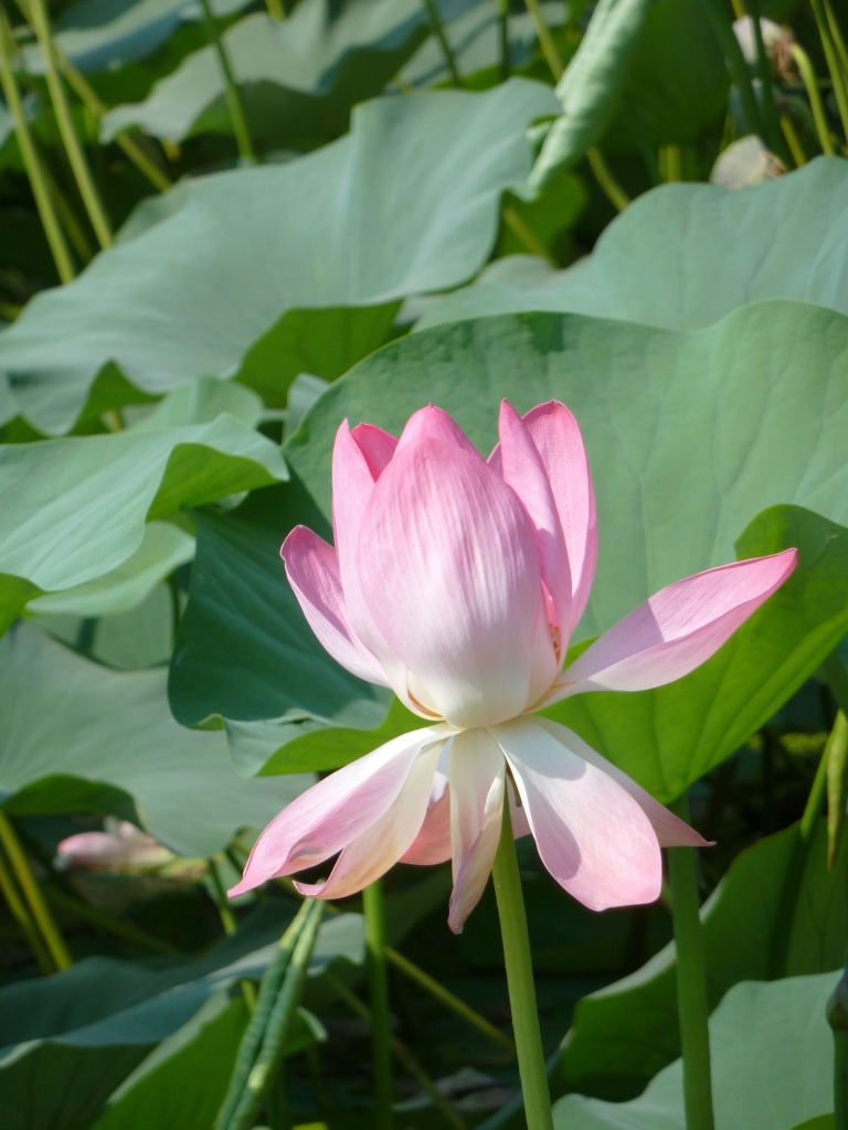 Image of Nelumbo caspica specimen.