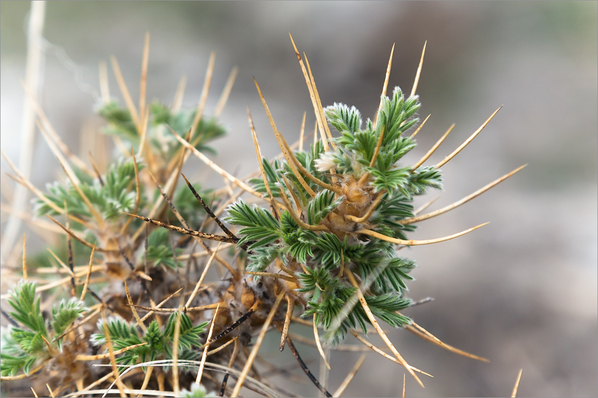 Image of Astragalus microcephalus specimen.