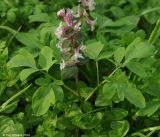 Corydalis marschalliana. Цветущее растение. Дагестан, окр. Махачкалы. 07.04.2010.