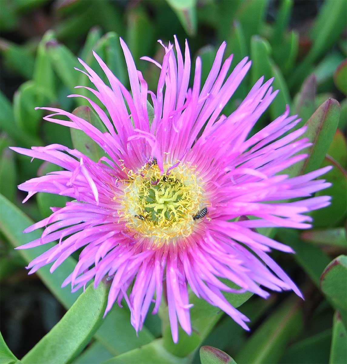 Изображение особи Carpobrotus edulis.