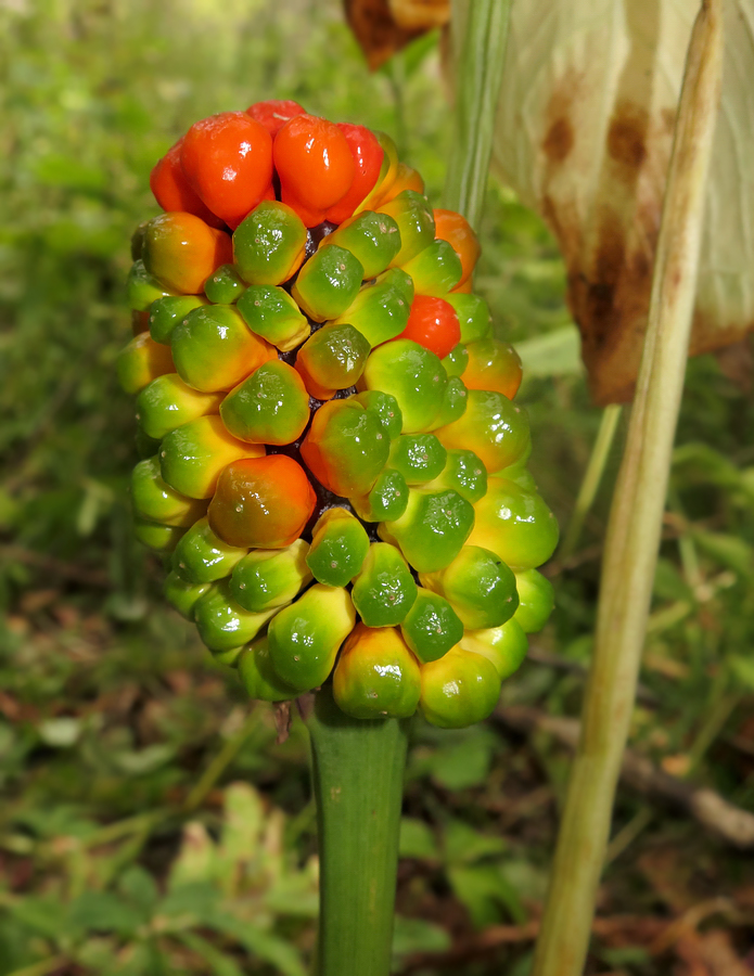 Image of Arisaema robustum specimen.