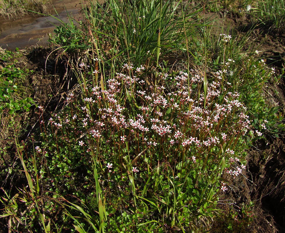 Image of Micranthes nudicaulis specimen.