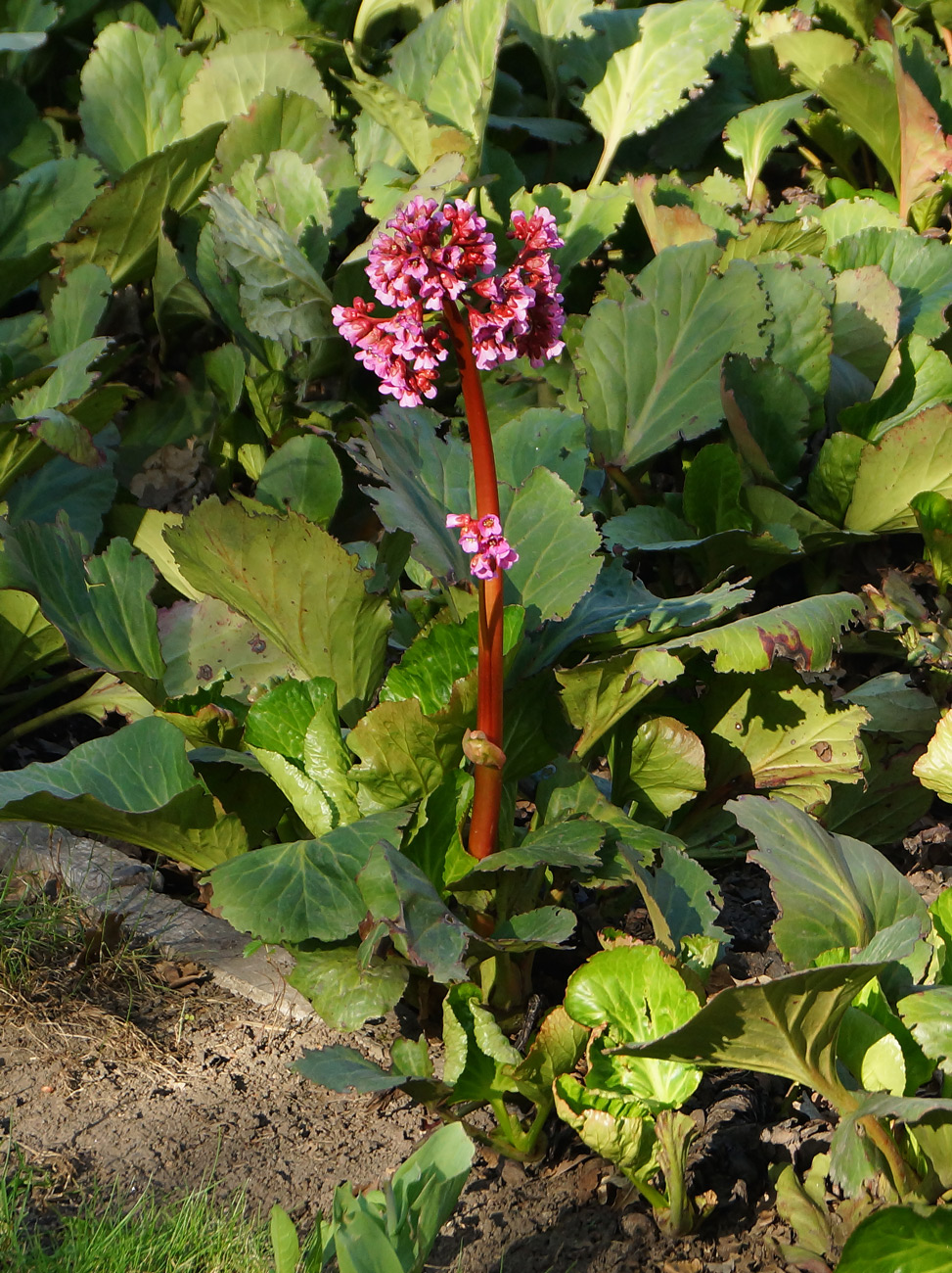 Image of Bergenia crassifolia specimen.