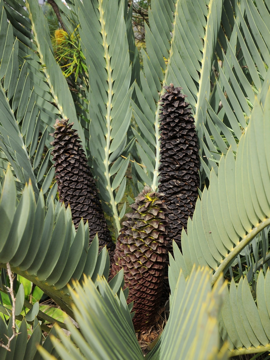 Image of Encephalartos eugene-maraisii specimen.