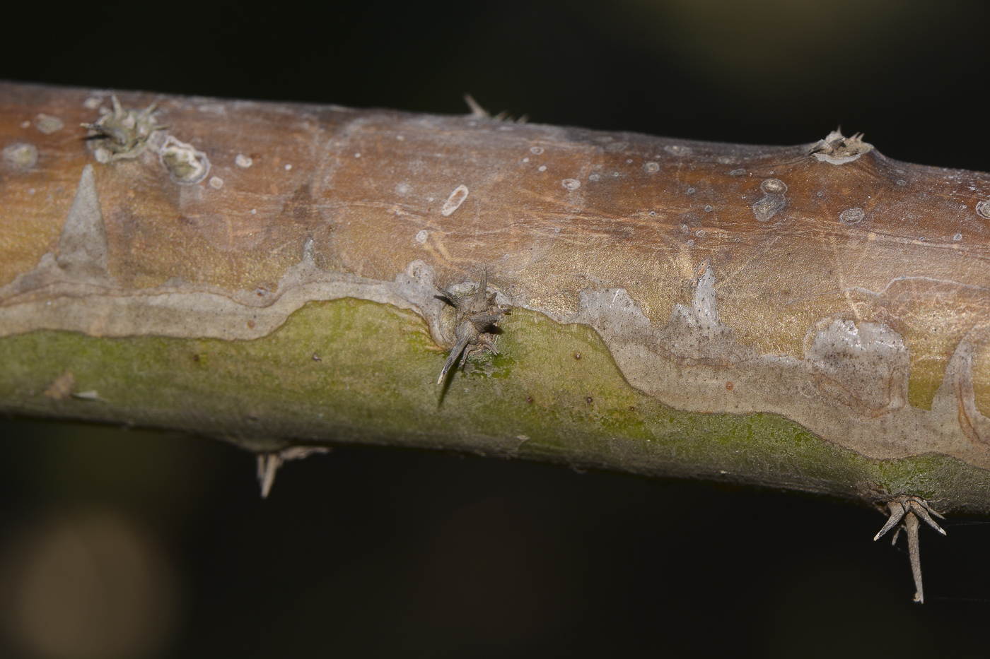 Image of genus Pereskia specimen.