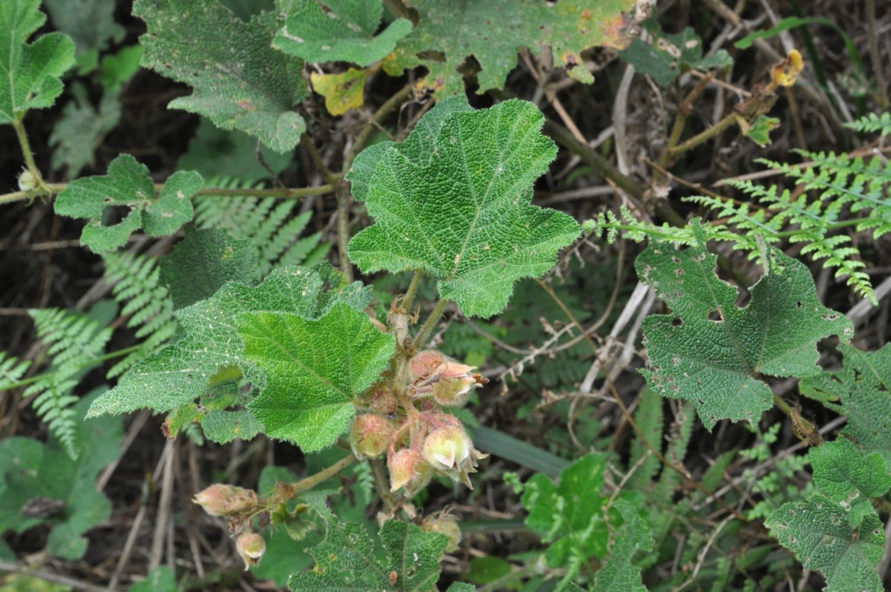 Изображение особи род Rubus.