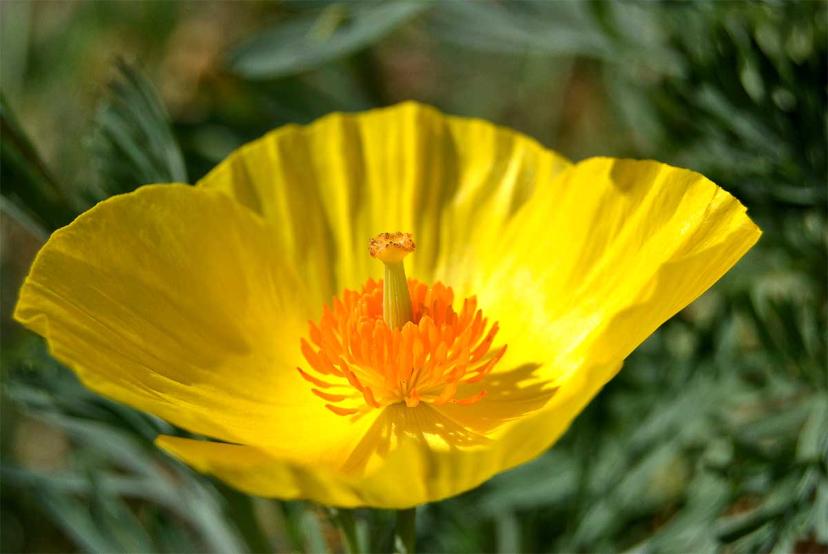 Image of Hunnemannia fumariifolia specimen.