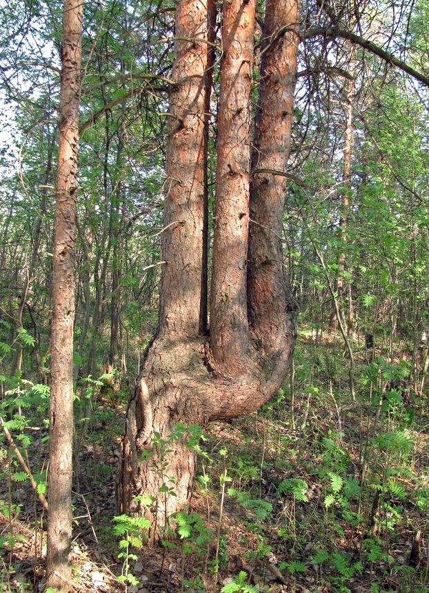 Image of Pinus sylvestris specimen.