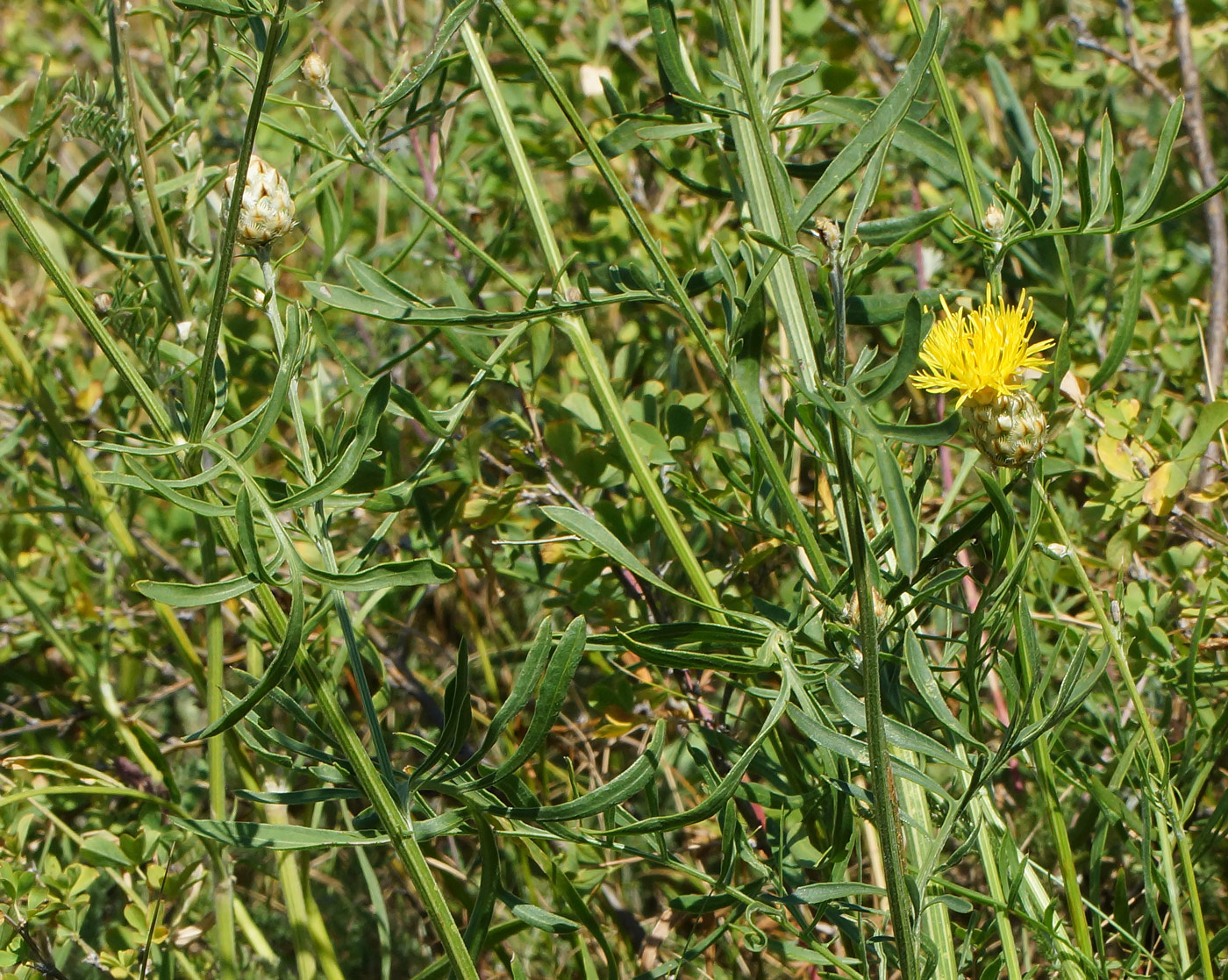 Изображение особи Centaurea orientalis.