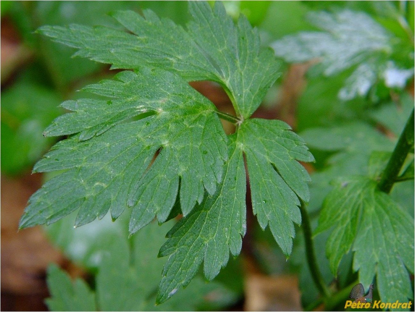 Image of Ranunculus repens specimen.