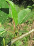 genus Populus