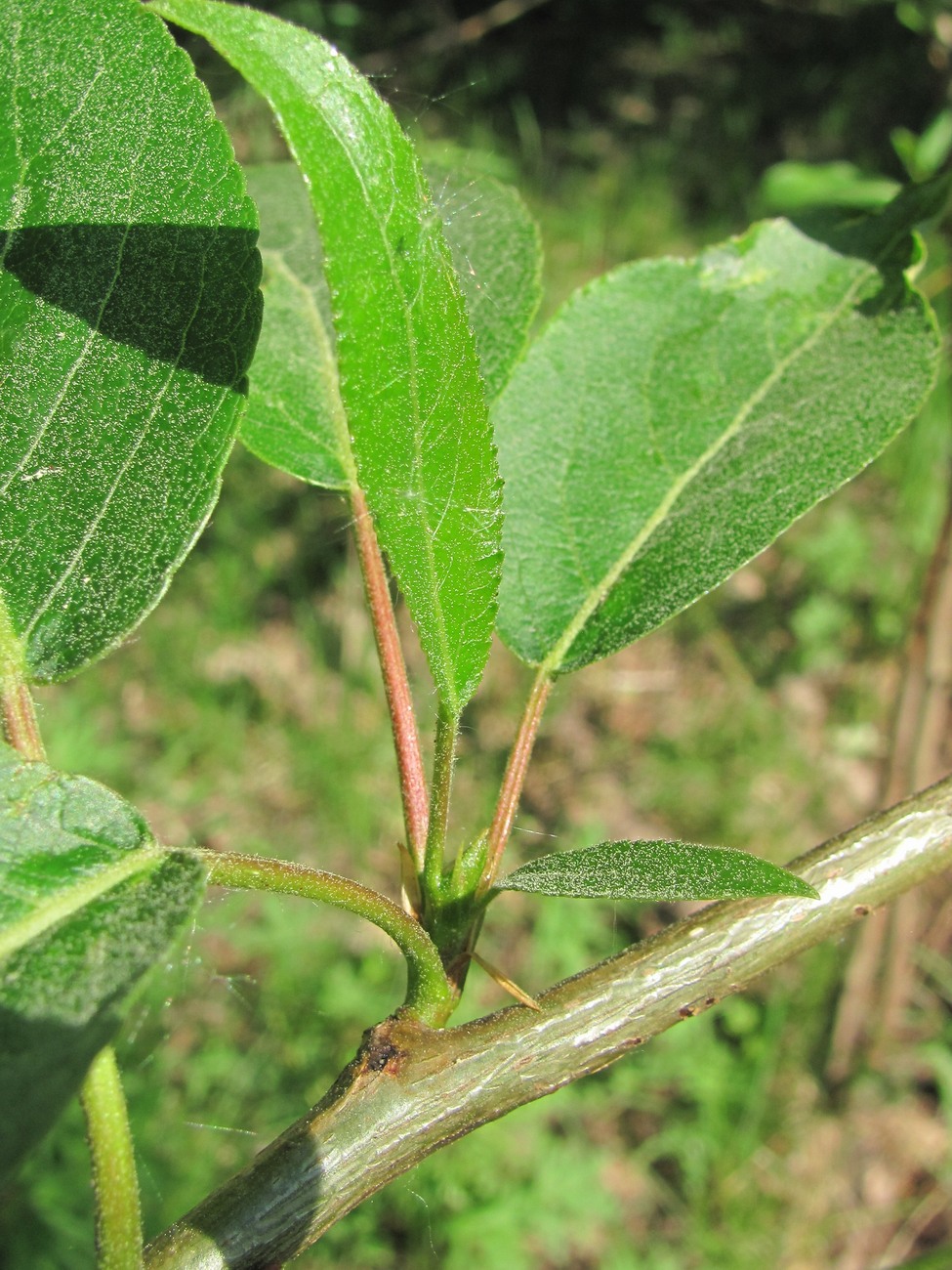 Image of genus Populus specimen.