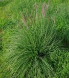 Pennisetum setaceum