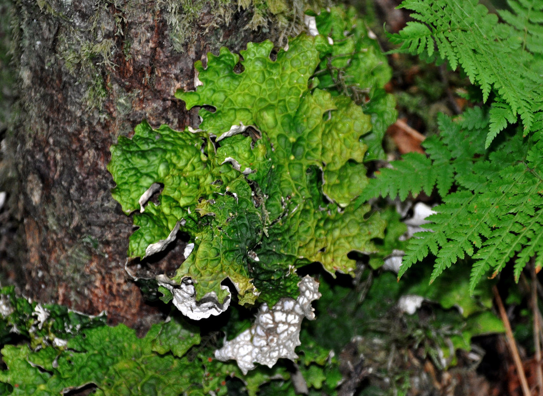 Изображение особи Lobaria linita.