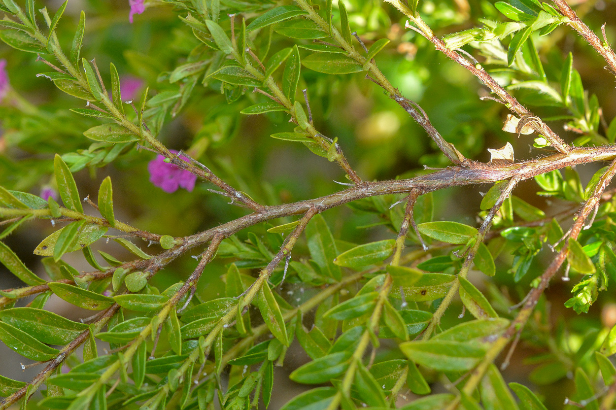 Image of Cuphea hyssopifolia specimen.