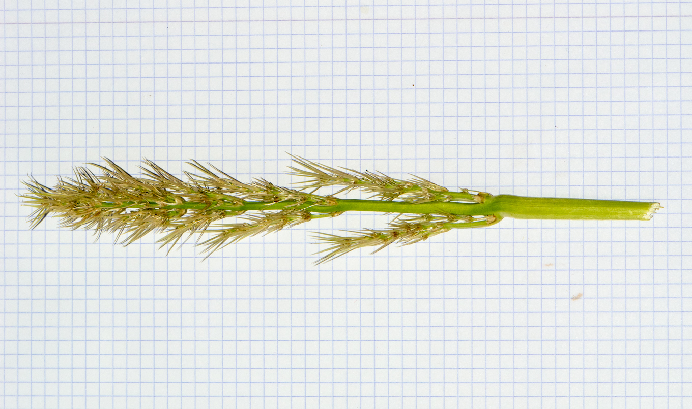 Image of Lomandra longifolia specimen.