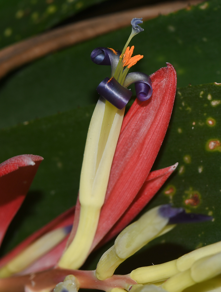 Изображение особи Billbergia lietzei.