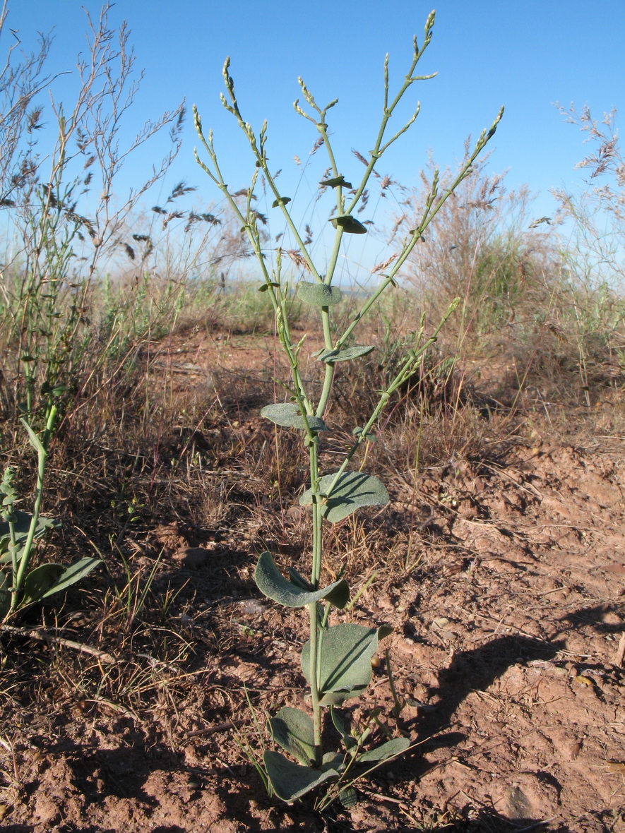 Image of Limonium otolepis specimen.