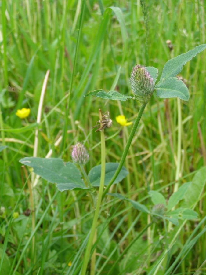 Image of Trifolium borysthenicum specimen.