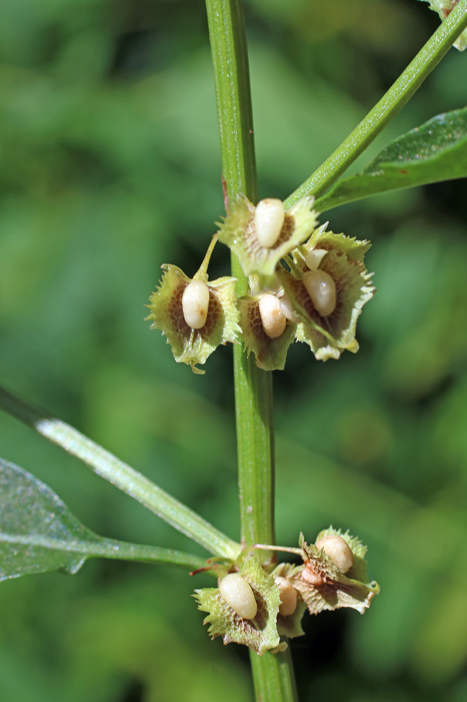 Image of genus Rumex specimen.