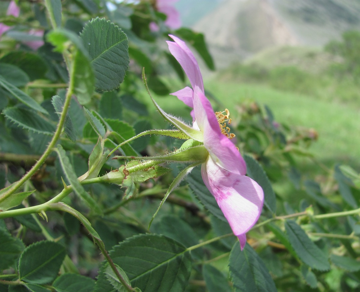 Image of genus Rosa specimen.