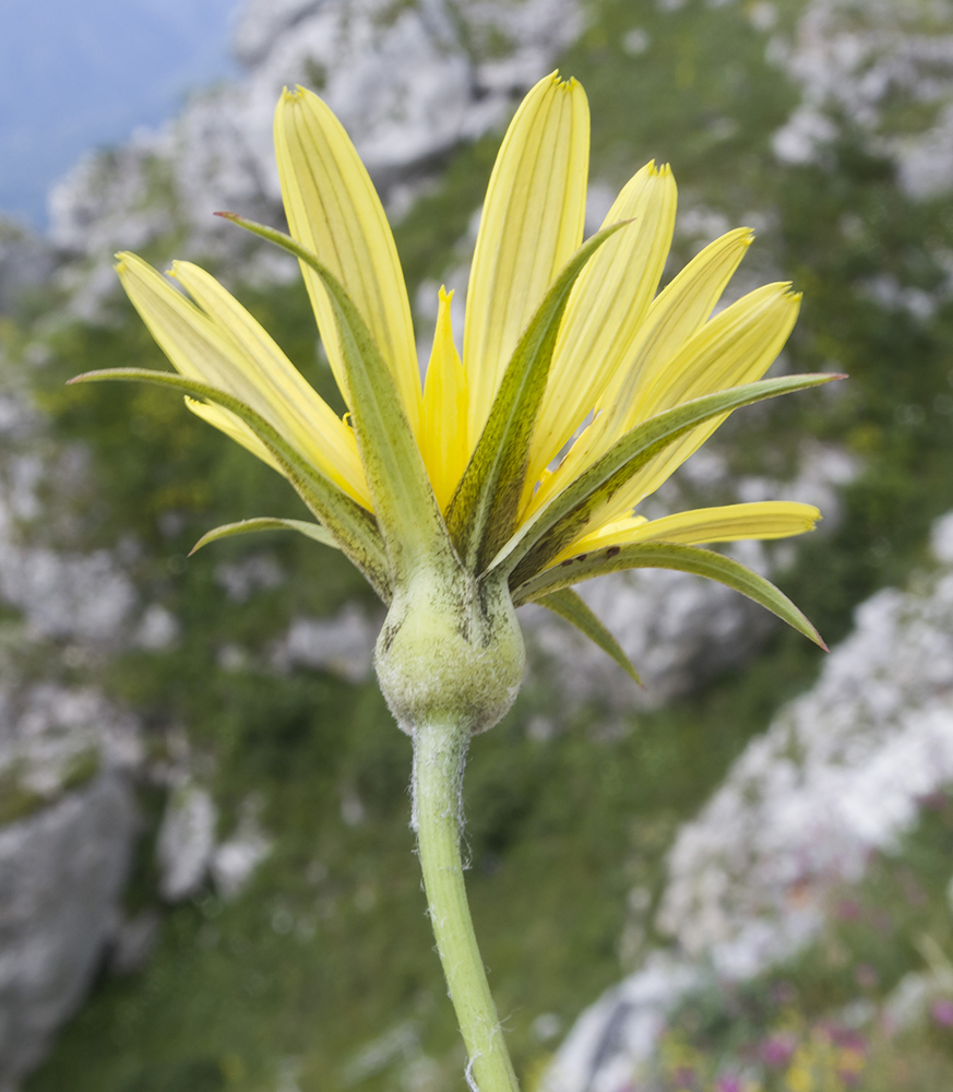 Image of Tragopogon filifolius specimen.