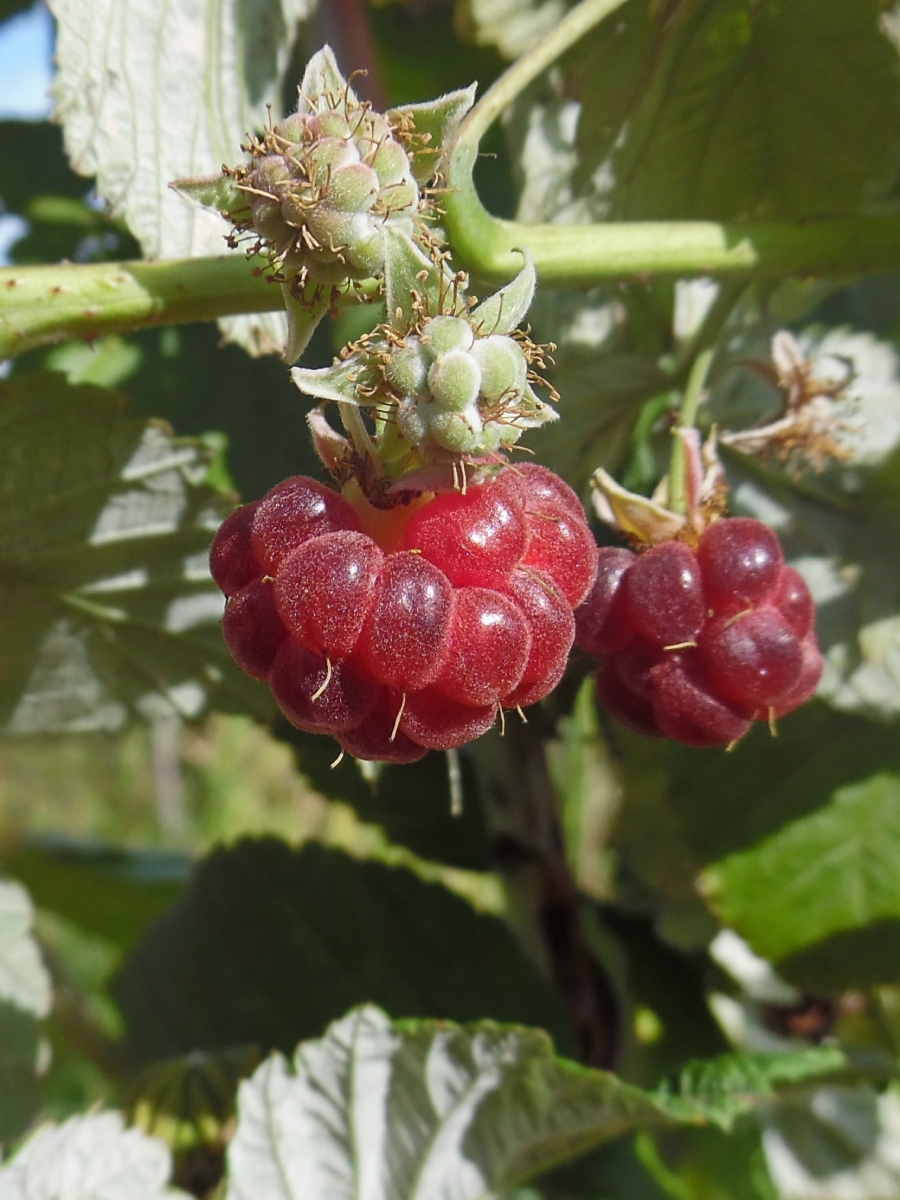 Image of Rubus idaeus specimen.