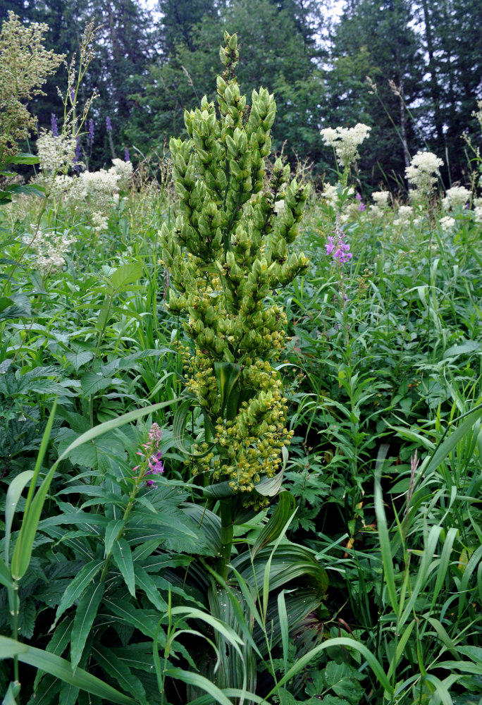 Изображение особи Veratrum lobelianum.