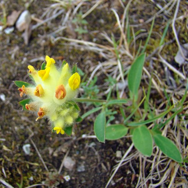 Image of Anthyllis vulneraria var. schiwereckii specimen.