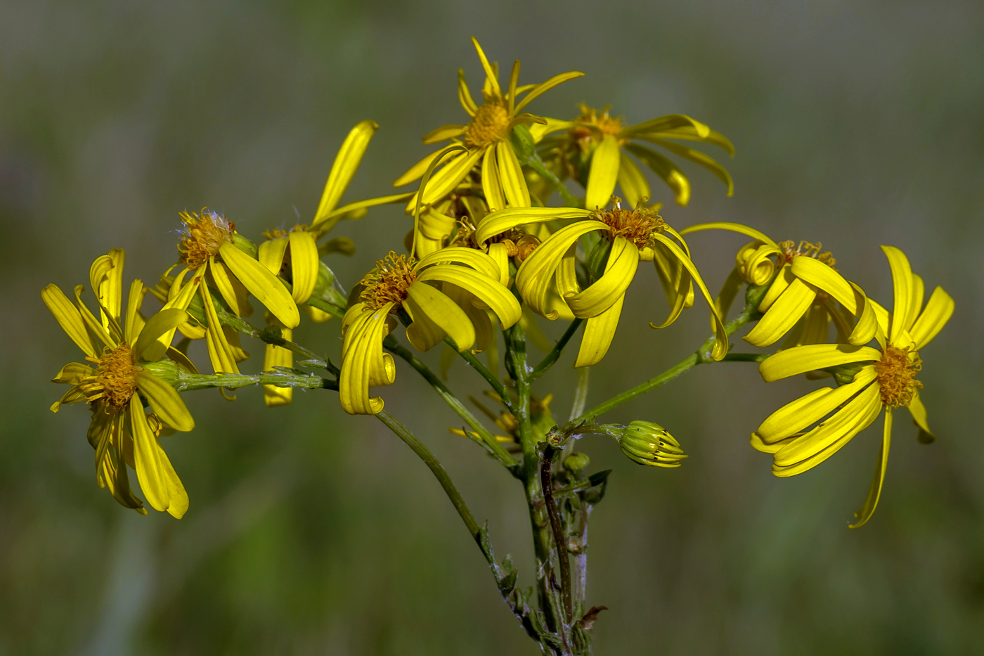 Image of genus Senecio specimen.