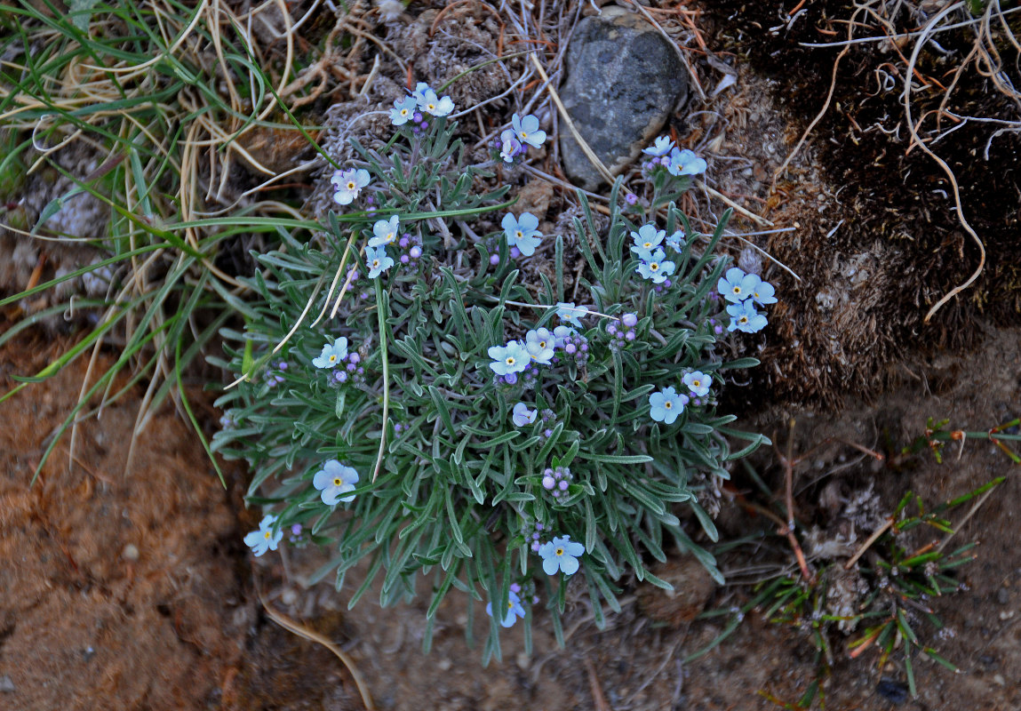 Image of Eritrichium pulviniforme specimen.