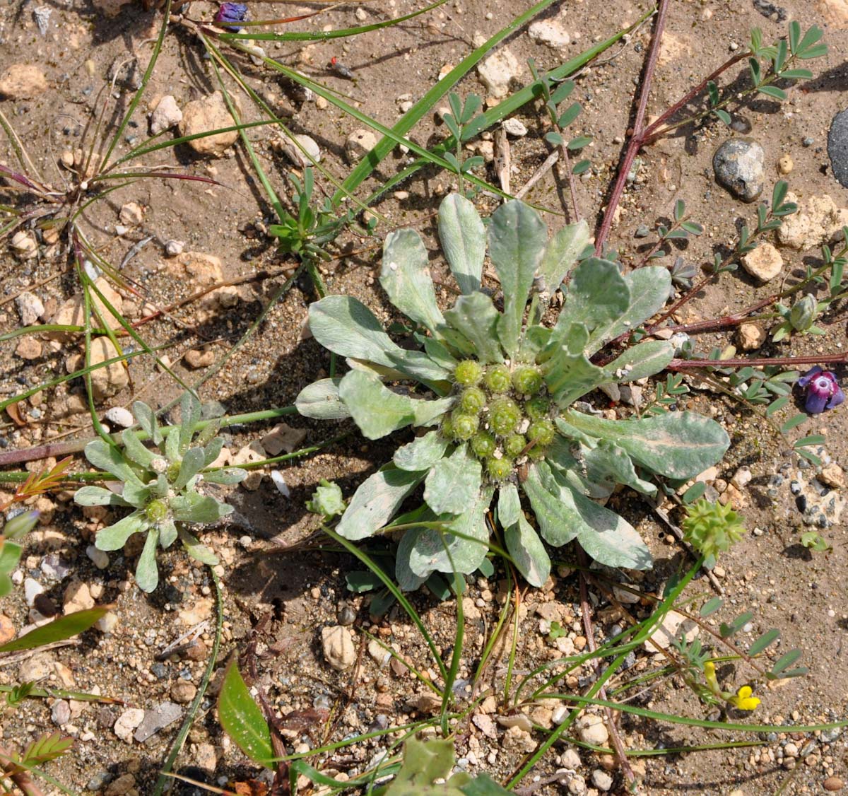 Image of Evax contracta specimen.