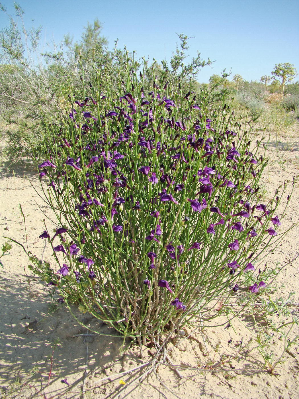 Image of Dodartia orientalis specimen.