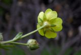 Potentilla caucasica. Цветок (вид со стороны чашечки; два листочка подчашия повреждены насекомыми). Республика Адыгея, г. Майкоп, южная окраина, между р. Белая и северной оконечностью водораздельного хребта Нагиеж-Уашх, луговая низина. 02.05.2020.